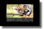 Wild cats Screensaver Clock